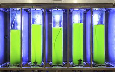 Algae biofuel